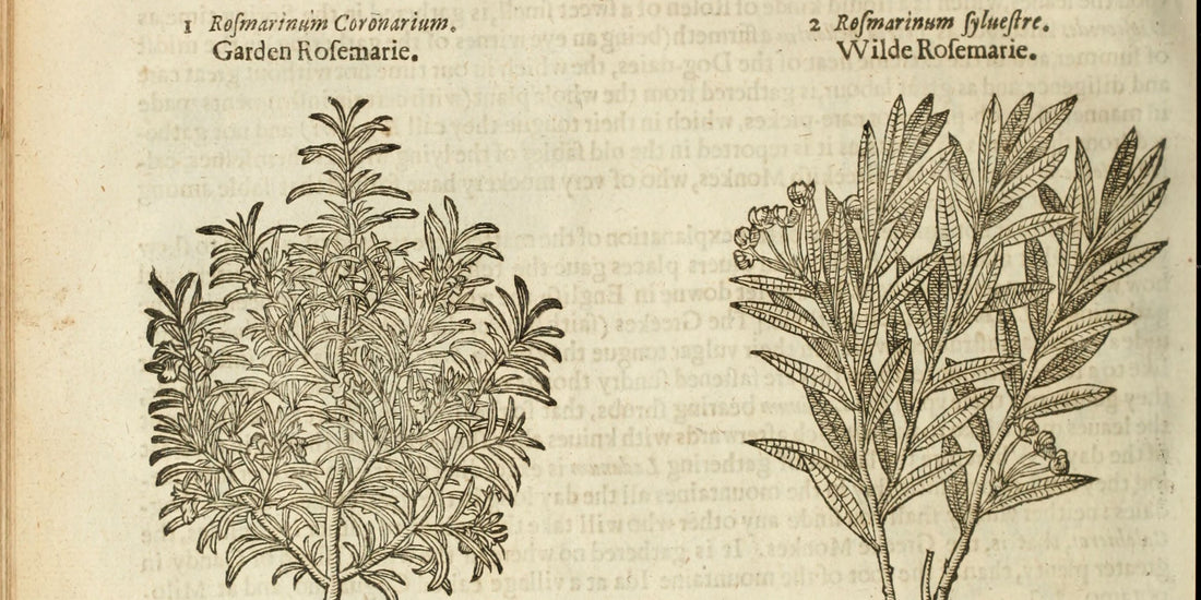 Rosemary / Rosmarinus officinalis / Salvia Rosmarinus