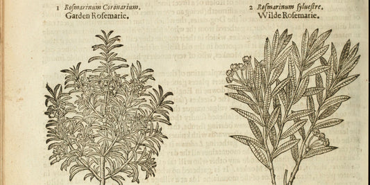 Rosemary / Rosmarinus officinalis / Salvia Rosmarinus
